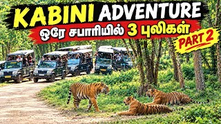 😱 புலிகளின் அரிய mating காட்சிகள் | SHOCKING! Tigress with 2 Cubs 🐅 | Kabini Safari