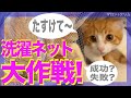 【本番!洗濯ネット大作戦!】元野良猫の避妊手術、洗濯ネットに入れて病院へ 捕獲作戦 猫が大人しくなる方法 保護猫姉妹の可愛い動画  no.14
