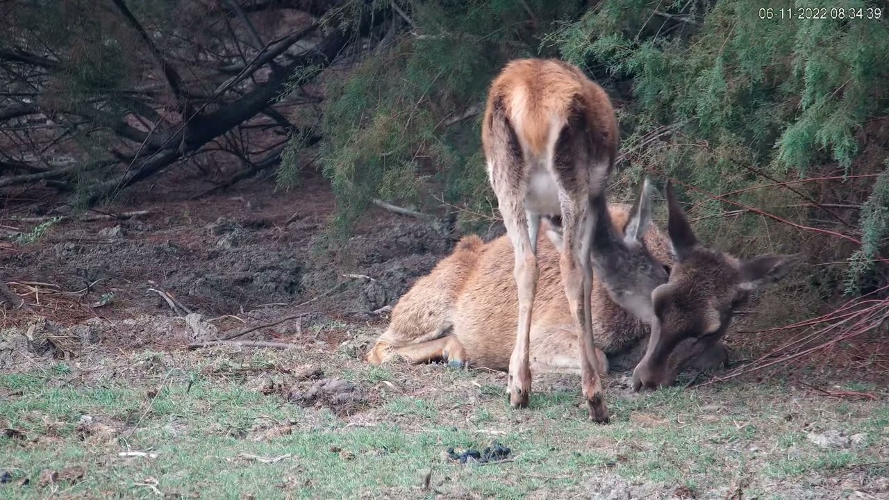 El último adiós del cervatillo - Parque Nacional de Doñana (marisma) ; España