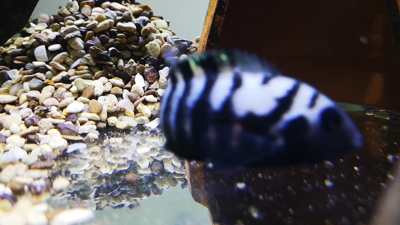 Convict Cichlid Fry Breeding setup Day 1 YouTube