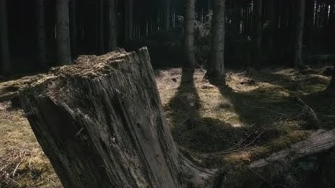 Tree Stump Stock Video