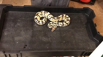 Ball Pythons LOCKED!!! & Future breeders!!