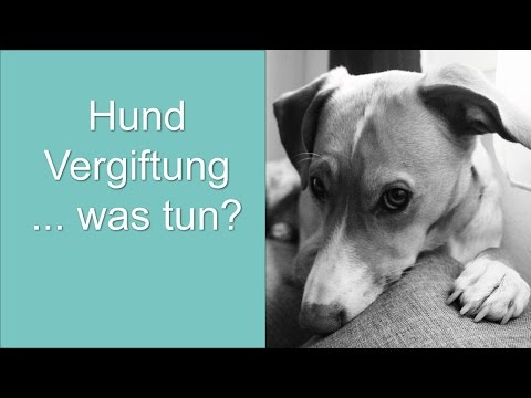 Video: Aspirinvergiftung Bei Hunden - Aspirinvergiftung Bei Hunden