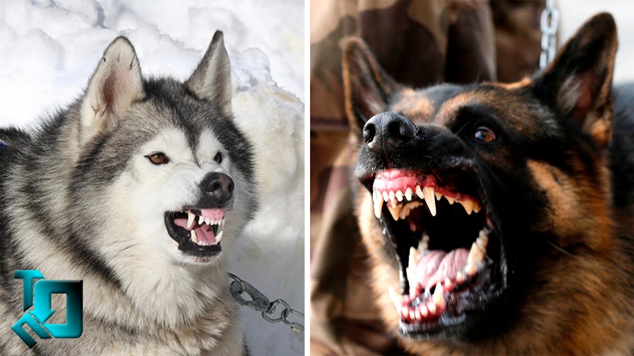 10 самых опасных собак в мире