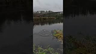 fall pike back on track!#river #nature #joy #fall #pike #real #riverfishing