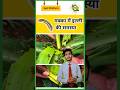 #मक्का की इल्ली #fallarmyworm का नियंत्रण कैसे करें ?#मक्का_की_खेती #makkah #makka #insecticides