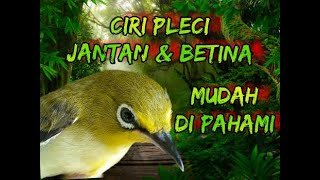 Ciri Pleci jantan dan Betina mudah dipahami 100% akurat