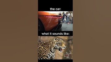 the jaguar that sounds like an actual jaguar