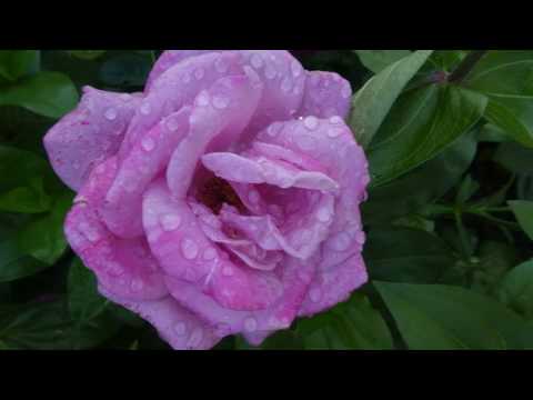 Proctors Garden Tour