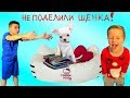 НЕ ПОДЕЛИЛИ ЩЕНКА! Мама подарила одну собаку на двоих!  Видео для детей