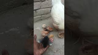 #aseelmurga #birds #lovebirdsfarming #k #breedingpair #egg  Asil female Avilable