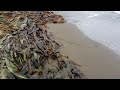 Тонны морской капусты на берегу | Сахалинский подснежник | Ранним утром