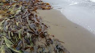 Тонны морской капусты на берегу | Сахалинский подснежник | Ранним утром
