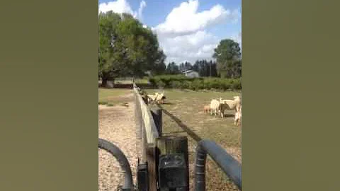 Patsy sorting sheep Agee minutes ago