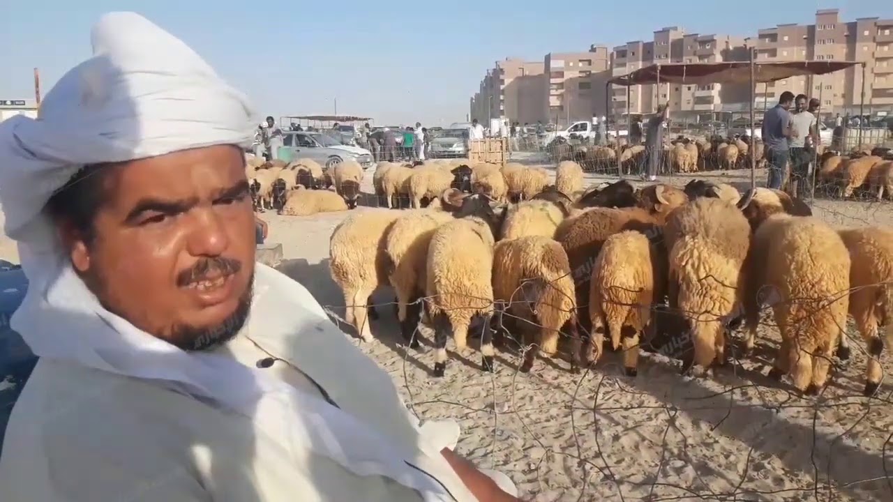 سوق الأضاحي    اجدابيا