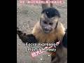 Facial expression Funny  impersonate Playful Monkey  表情丰富夸张搞笑的猴子🐵🐵