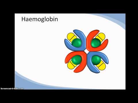 Structure and function of haemoglobin; cooperativity