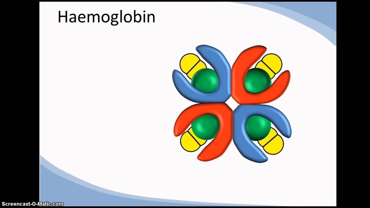 What is the major function of hemoglobin?