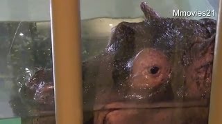 旭山動物園の新カバ館~Hippopotamus　at the Asahiyama Zoo