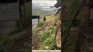 This mule is having none of it. #shorts  #funny #trending #viralshorts