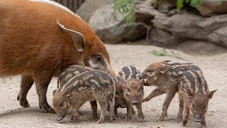 Playful Red River Hog Babies