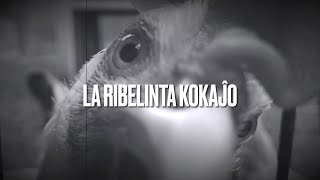 La Ribelinta Kokaĵo – Filmo por la Usona Bona Film-Festivalo