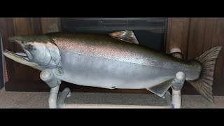 40lb King Salmon