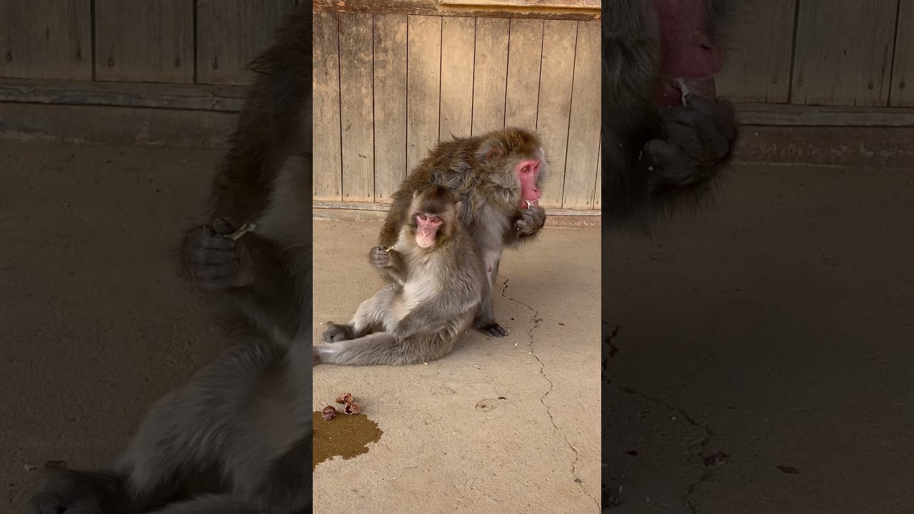 うらやましくてガン見する子猿🙈🍠 #ニホンザル #嵐山モンキーパーク #monkey