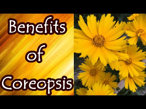 Vídeo: O Coreopsis precisa de Deadheading: Como Deadhead Coreopsis Flowers