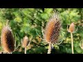 Glimpses of fall season : Episode 2