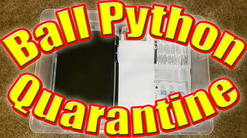 Ball Python Quarantine - How to & Why