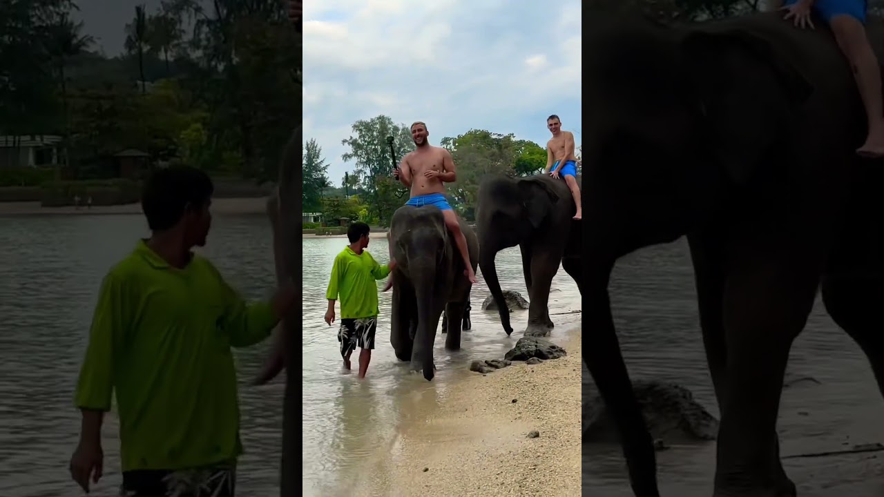 Thai elephants #thailand #travel #explore #fun #phuket #elephant #animals
