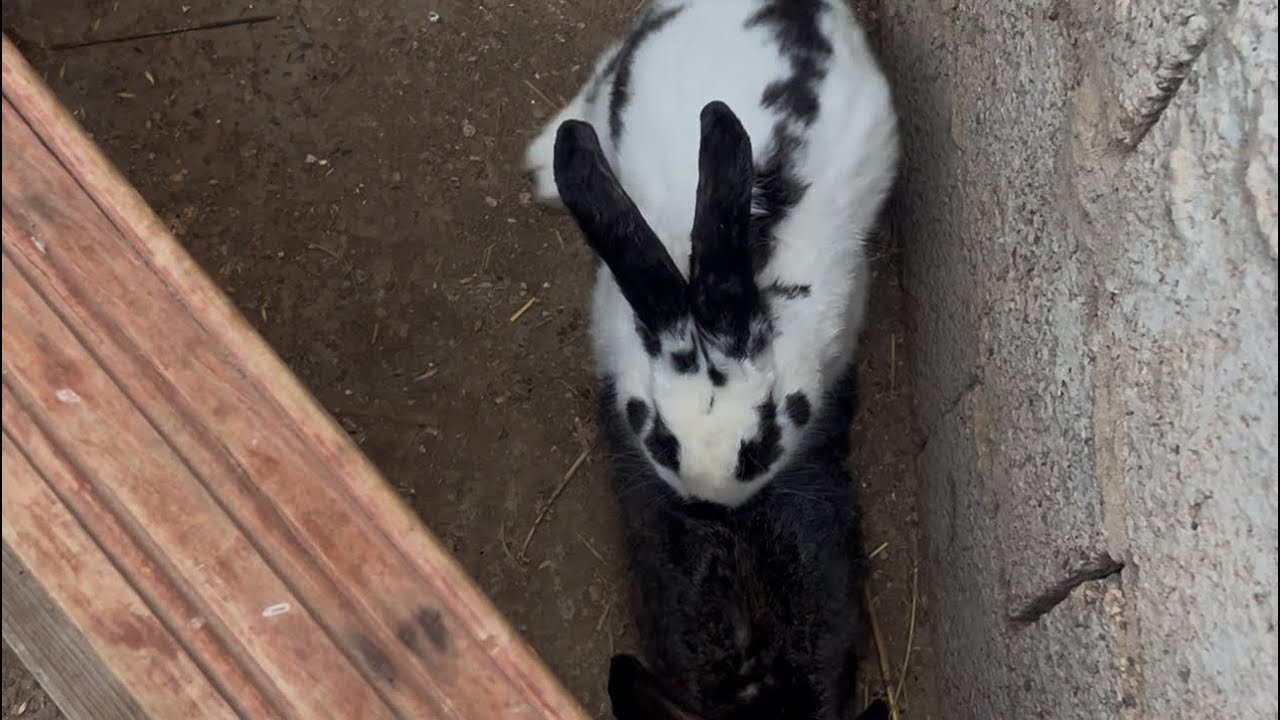 متى  ألقح أنثى الأرنب بعد الولادة 