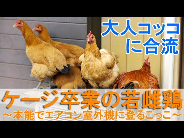 ケージ卒業の若雌鶏～高所で寝る本能のニワトリ名古屋コーチンは