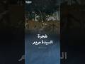 شجرة السيدة مريم رحلة عبر الزمن في قلب القاهرة 