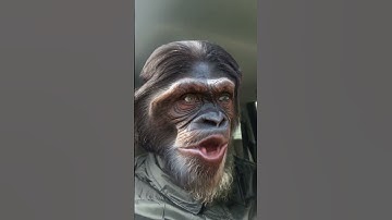 Thumbnail of LOW RIDER #war #music #song #lowrider #chimpanzee
