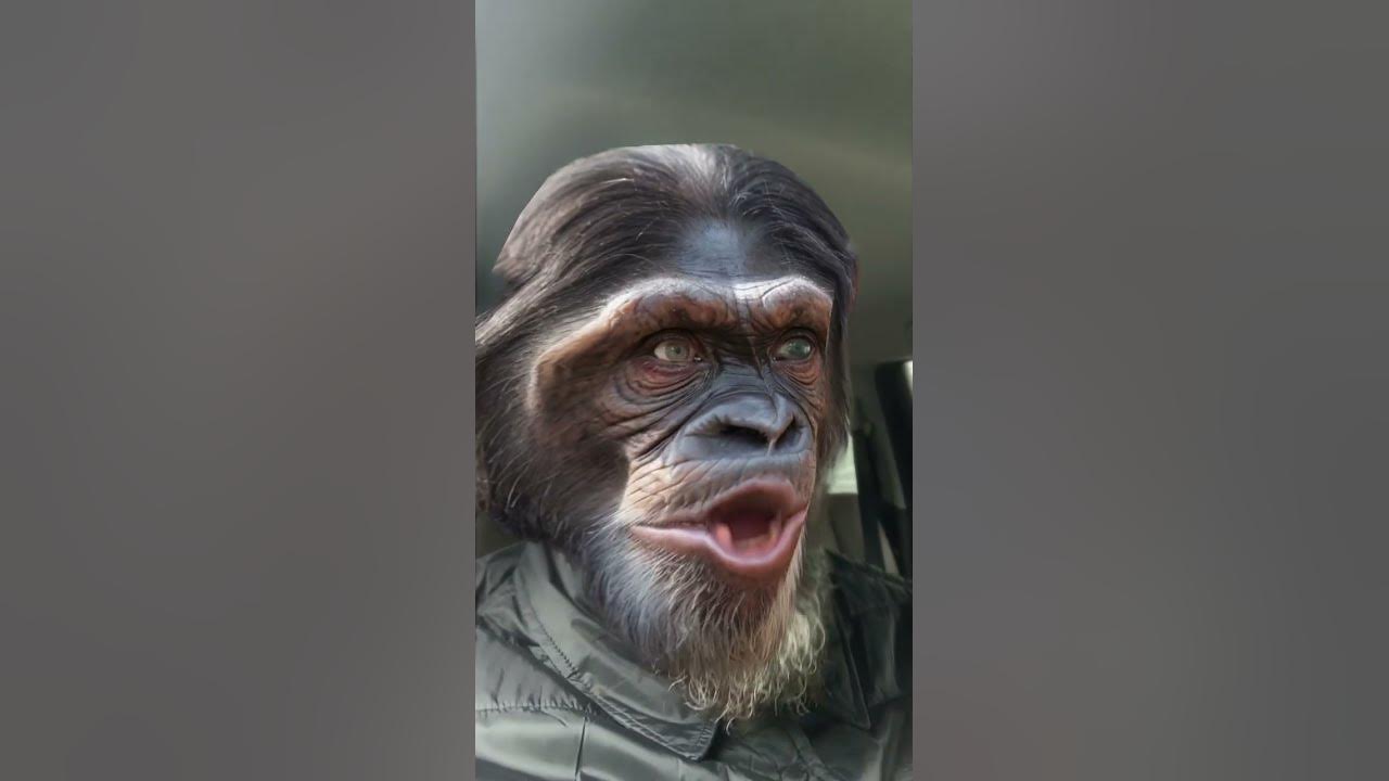 LOW RIDER #war #music #song #lowrider #chimpanzee