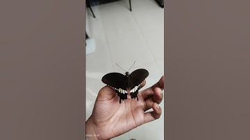 Thumbnail of Sayonara Skyler🥀#butterfly #flowers #deadbydaylight #titlirani #shorts #trending #nature