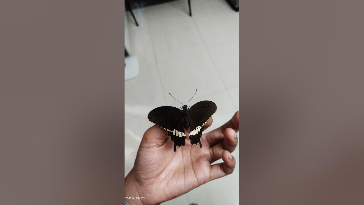 Sayonara Skyler🥀#butterfly #flowers #deadbydaylight #titlirani #shorts #trending #nature