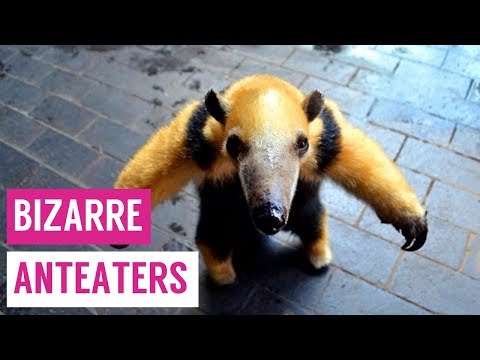 Baby anteater the t pose lord - 9GAG