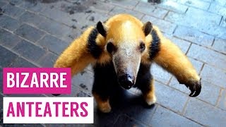 Anteaters Standing and Hugging Stuffed Toys Compilation!