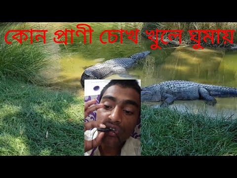 ভিডিও: আর্টেমিস কোন প্রাণী শিকার করেছিল?