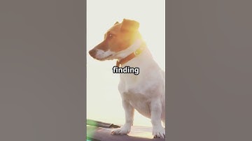 How Dogs Sniff Out Trouble: The Secret Skills of Canine Detectives!