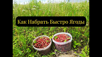 Как быстро собирать Клубнику Полевую!Июль 2022