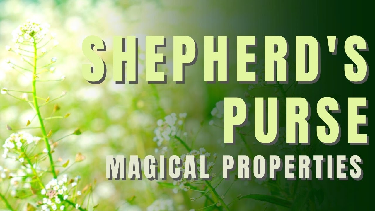 Shepherd Purse Capsella Bursa Pastoris Flower Of Shepherds Purse Stock  Photo - Download Image Now - iStock