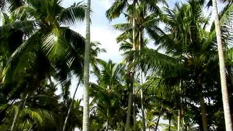 Man Climbing a Coconut Tree