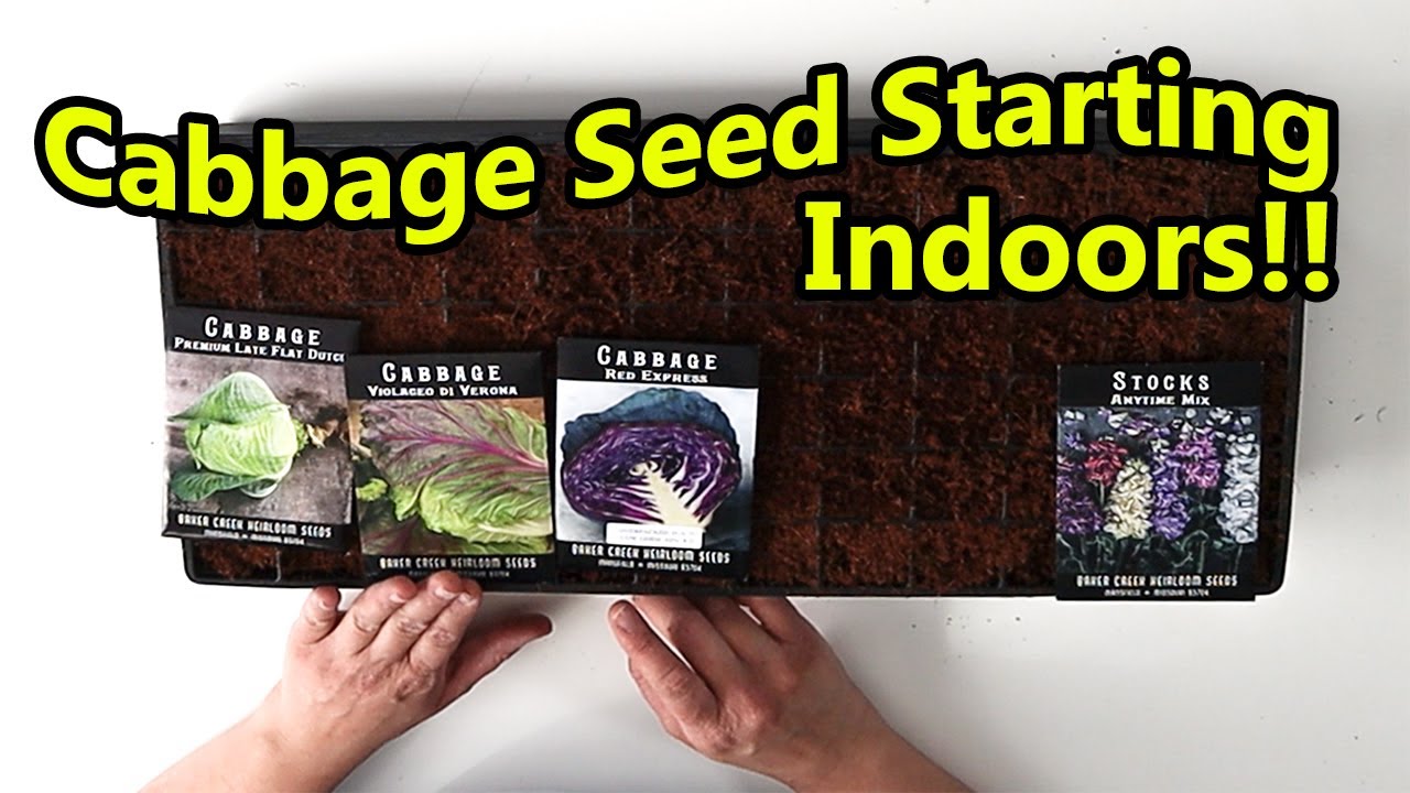 Starting Cabbage STARTING CABBAGE FROM SEED!! growing cabbage seedlings for a spring ...