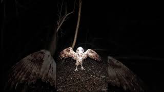 Real Forest Creature Caught on Camera at 3AM 😨