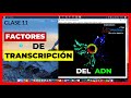 🟡 TODO sobre los FACTORES de TRANSCRIPCIÓN en EUCARIOTAS 🧬