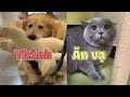 Cách tụi THÚ CƯNG ăn vạ chúng ta 😤 - GÂU ĐẦN ăn vạ số 1 thì MÈO ăn vạ số 2 😂 | Mèo